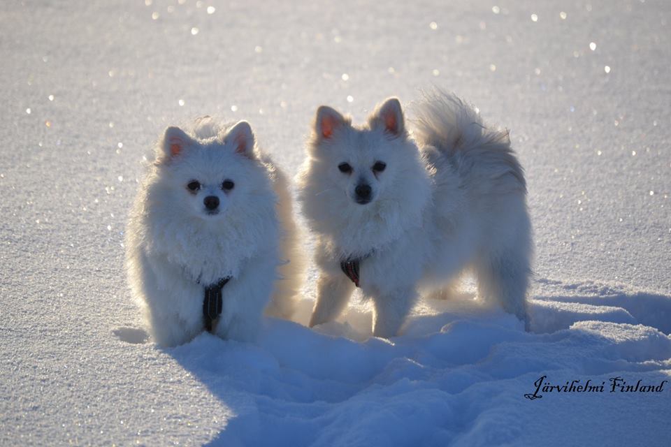 Tämän kuvan alt-attribuutti on tyhjä; Tiedoston nimi on jarvihelmi.jpg